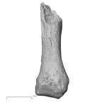 DV60 Homo sapiens metacarpal fifth right palmar