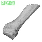 DV60 Homo sapiens metacarpal fifth right ply
