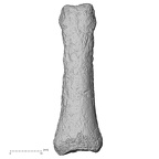 DV61 Homo sapiens hand phalanx third proximal right dorsal