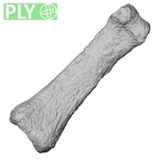 DV61 Homo sapiens hand phalanx third proximal right ply
