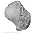 DV62 Homo sapiens scaphoid left lateral