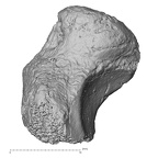 DV62 Homo sapiens scaphoid left medial