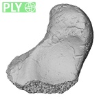 DV62 Homo sapiens scaphoid left ply