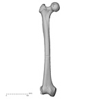 DV13-103 Homo sapiens femur right anterior