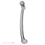 DV13-103 Homo sapiens femur right medial