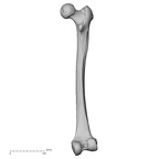 DV13-103 Homo sapiens femur right posterior