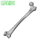 DV13-103 Homo sapiens femur right ply
