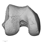 DV13-103 Homo sapiens femur right distal distal