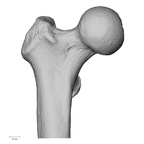DV13-103 Homo sapiens femur right proximal anterior