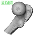 DV13-103 Homo sapiens femur right proximal ply