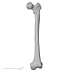 DV13-104 Homo sapiens femur left anterior
