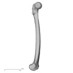 DV13-104 Homo sapiens femur left medial