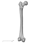 DV13-104 Homo sapiens femur left posterior