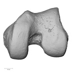 DV13-104 Homo sapiens femur left distal distal