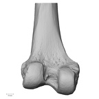 DV13-104 Homo sapiens femur left distal posterior