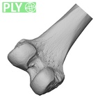DV13-104 Homo sapiens femur left distal ply