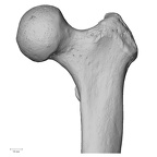 DV13-104 Homo sapiens femur left proximal anterior