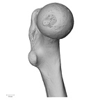 DV13-104 Homo sapiens femur left proximal medial