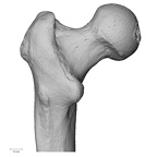 DV13-104 Homo sapiens femur left proximal posterior