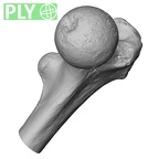 DV13-104 Homo sapiens femur left proximal ply