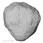 DV13-105 Homo sapiens patella right anterior