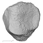 DV13-105 Homo sapiens patella right posterior