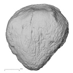DV13-106 Homo sapiens patella left anterior
