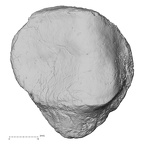 DV13-106 Homo sapiens patella left posterior