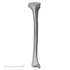 DV13-107 Homo sapiens tibia right anterior