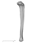 DV13-107 Homo sapiens tibia right lateral