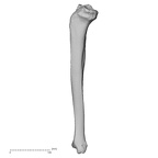 DV13-107 Homo sapiens tibia right medial