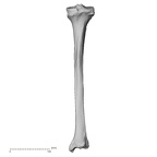 DV13-107 Homo sapiens tibia right posterior