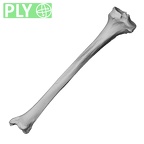 DV13-107 Homo sapiens tibia right ply