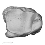 DV13-107 Homo sapiens tibia right distal distal