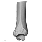 DV13-107 H. sapiens tibia right distal