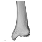 DV13-107 Homo sapiens tibia right distal posterior