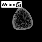DV13-107 Homo sapiens tibia right distal ct stack movie