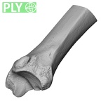 DV13-107 Homo sapiens tibia right distal ply