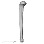 DV13-108 Homo sapiens tibia left lateral