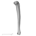 DV13-108 Homo sapiens tibia left medial