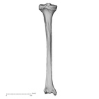 DV13-108 H. sapiens tibia left