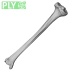 DV13-108 Homo sapiens tibia left ply