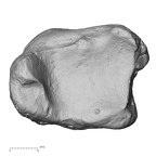 DV13-108 Homo sapiens tibia left distal distal