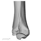 DV13-108 H. sapiens tibia left distal