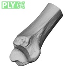 DV13-108 Homo sapiens tibia left distal ply