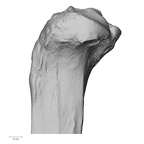 DV13-108 Homo sapiens tibia left proximal lateral