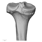 DV13-108 Homo sapiens tibia left proximal posterior
