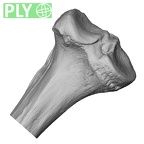 DV13-108 Homo sapiens tibia left proximal ply