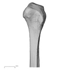 DV13-109 Homo sapiens fibula right proximal anterior