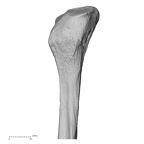 DV13-109 Homo sapiens fibula right proximal medial